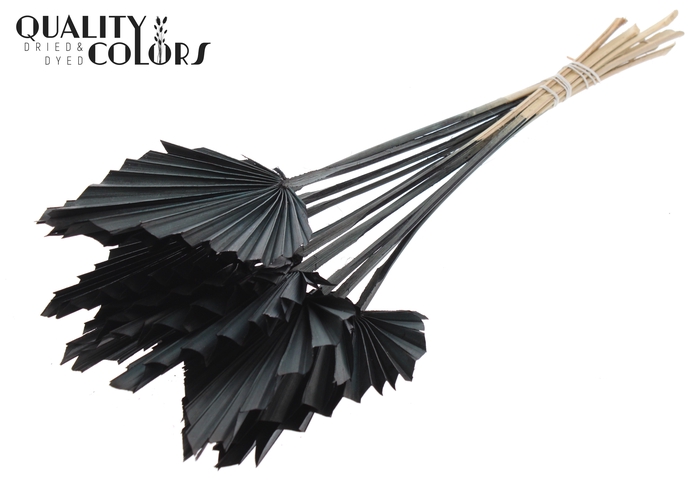 Palm Spear per stem Black