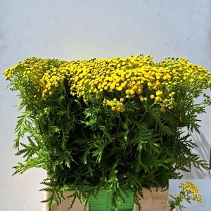 TANA VULGARE