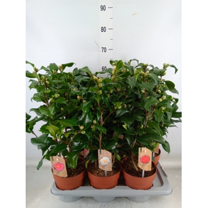Camellia   ...mix 3