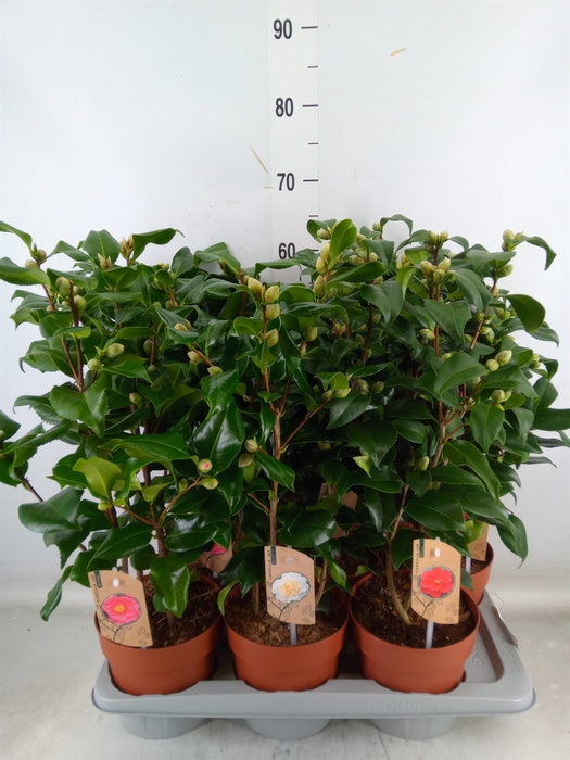 <h4>Camellia   ...mix 3</h4>