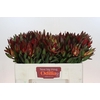 Leucadendron Saf Sunset Dark R.