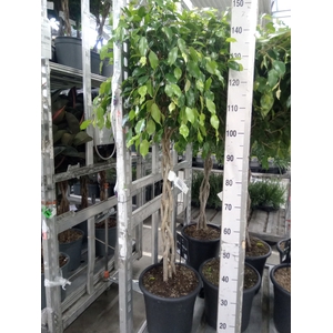 Ficus benja. 'Exotica'