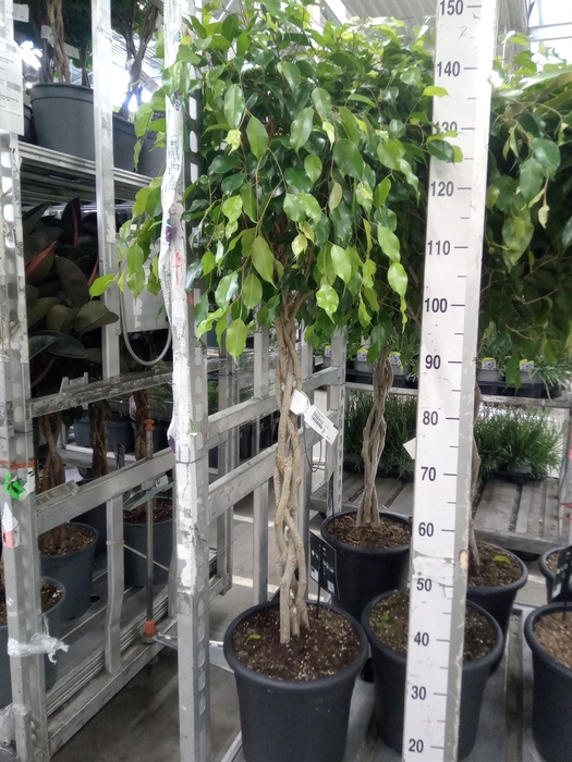 <h4>Ficus benja. 'Exotica'</h4>