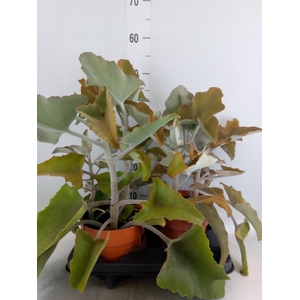 Kalanchoe NF beharensis