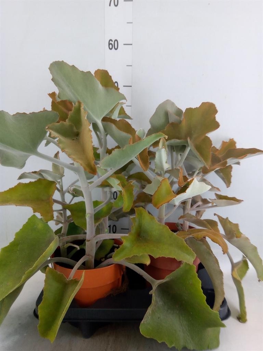 Kalanchoe NF beharensis