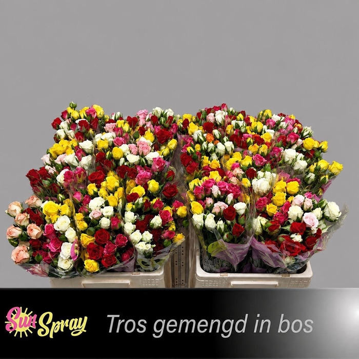 <h4>R TR GEM IN BOS</h4>