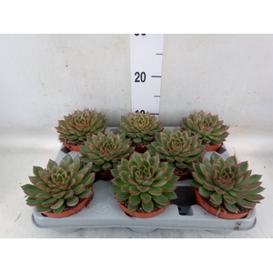 Echeveria   ...