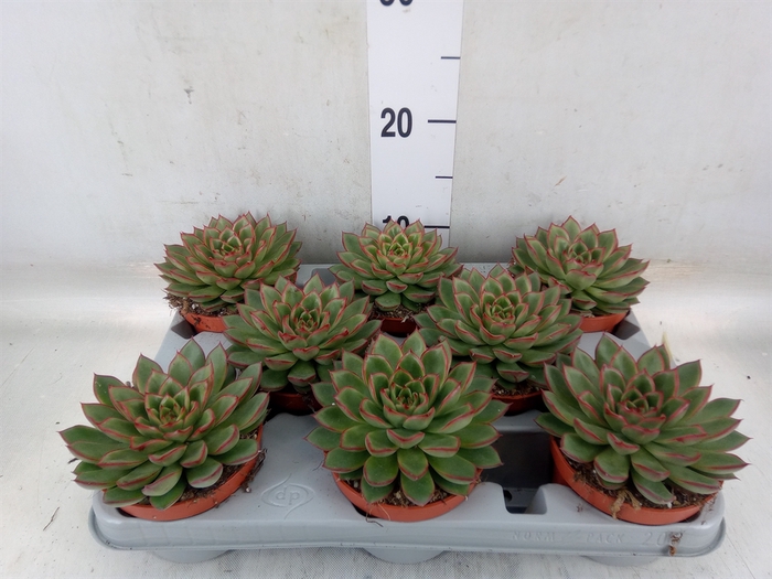 <h4>Echeveria   ...</h4>