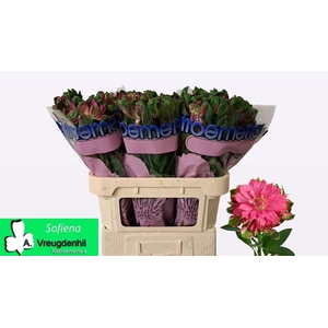 ALSTR FASH SOFIENA 70CM