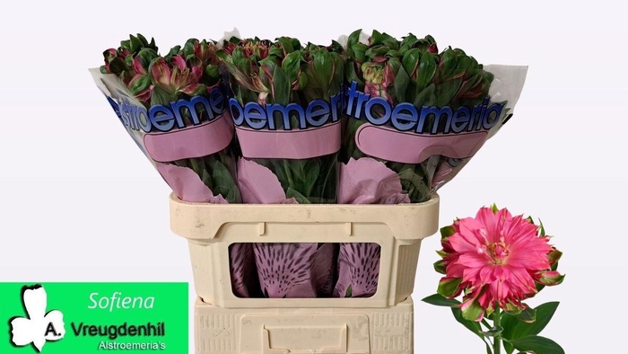 <h4>ALSTR FASH SOFIENA 70CM</h4>