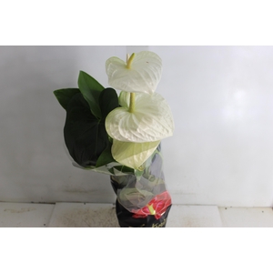 ANTHURIUM ALASKA P17 PREMIUM