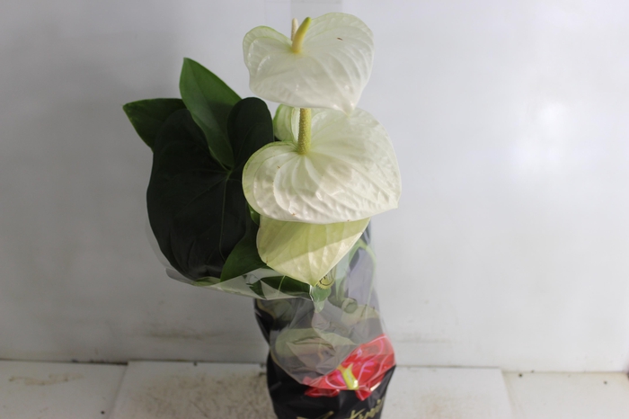 <h4>ANTHURIUM ALASKA P17 PREMIUM</h4>