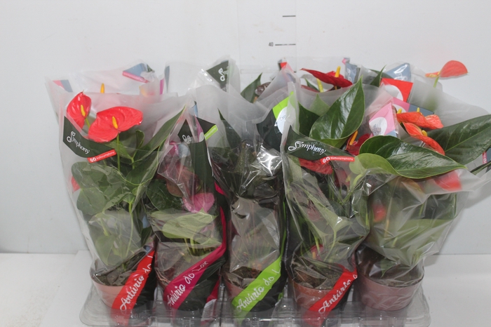 <h4>ANTHURIUM VARIADO P12</h4>