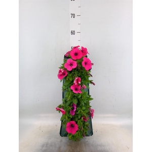 Perkplanten   ...sorted   [Bedding]