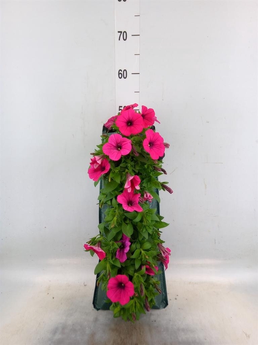 <h4>Perkplanten   ...sorted   [Bedding]</h4>