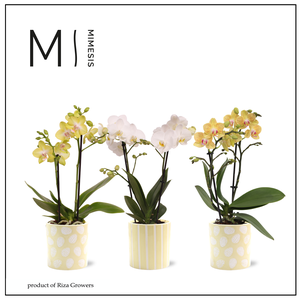 Phalaenopsis Easter 2 spike - 9cm in Sevilla | Mimesis