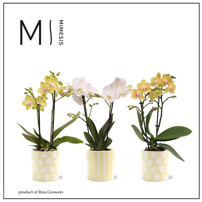 <h4>Phalaenopsis Multi Easter 2 spike - 9cm in Sevilla | Mimesis</h4>
