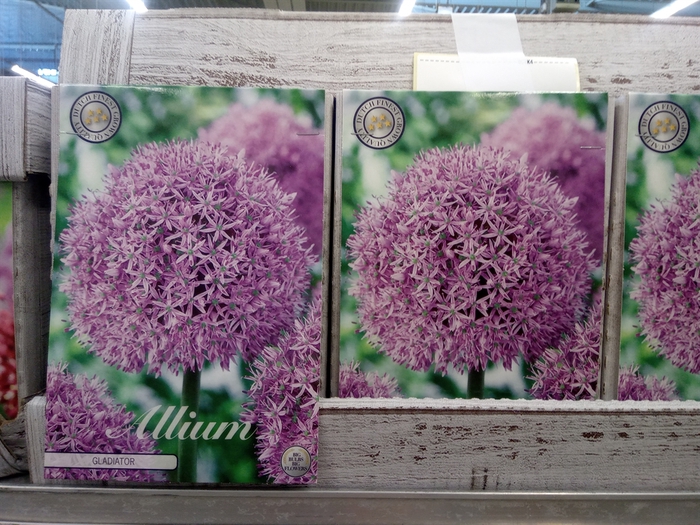 Allium   ...flowerbulbs