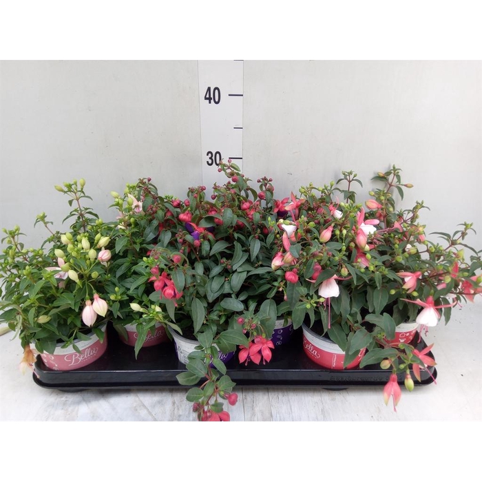 <h4>Fuchsia  'Bella Fuchsia'  .mix hang</h4>