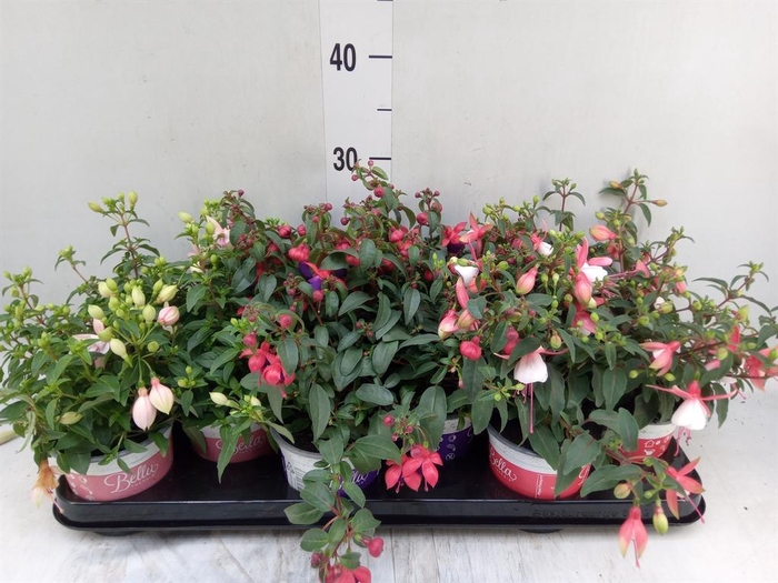 Fuchsia  'Bella Fuchsia'  .mix hang
