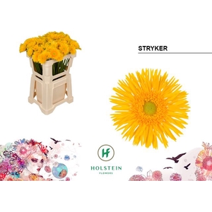 Germini Spider Stryker Water