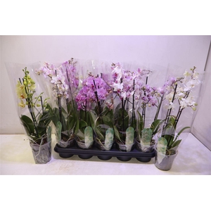 arr8 Phal Mf Gem 8 Kl