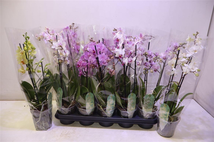 <h4>arr8 Phal Mf Gem 8 Kl</h4>