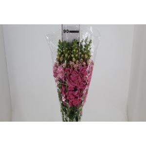 BOCA DE LEAO ROSA 070 CM