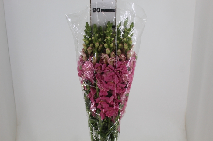 <h4>BOCA DE LEAO ROSA 070 CM</h4>