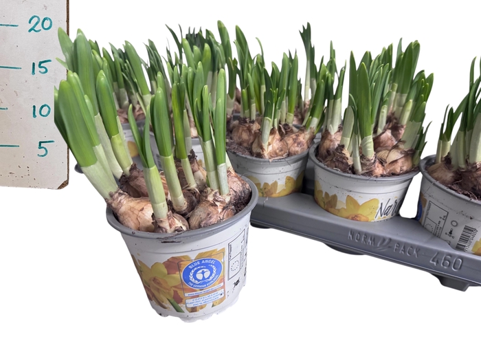 <h4>NARC O TETE A TETE</h4>