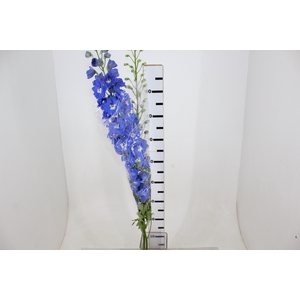 DELPHINIUM 080 CM AZUL