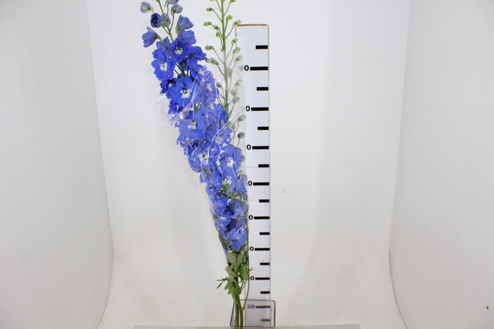 DELPHINIUM 080 CM AZUL