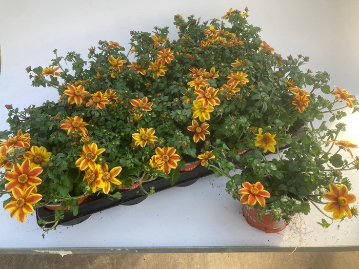 <h4>BID SOLAIRE STAR</h4>