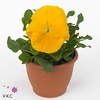 Viola F1 Pure Yellow