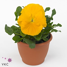 Viola wr. 'Delta Pure Gold Yellow'