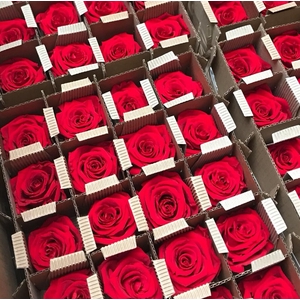 Bulk Rose stabi red