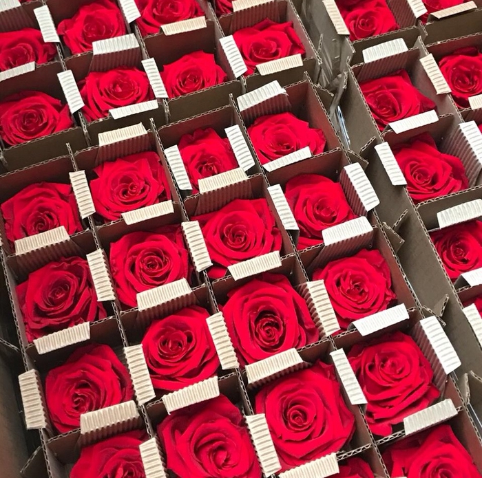 Bulk Rose stabi red