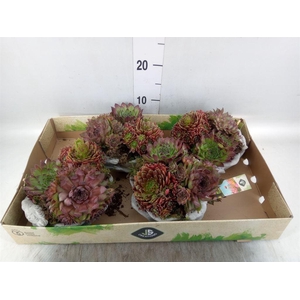 Arr.  Sempervivum L%