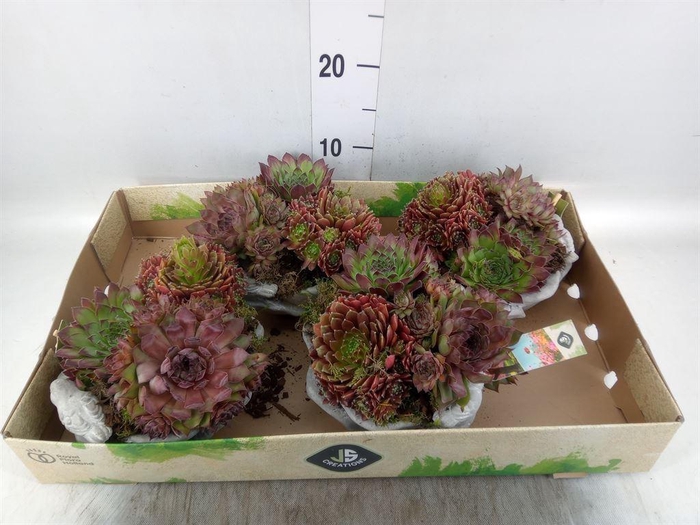 <h4>Arr.  Sempervivum L%</h4>