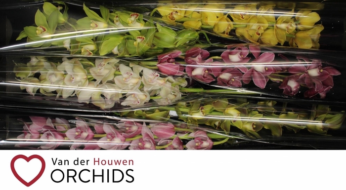 <h4>80 cm gemengd</h4>