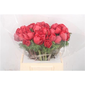 Anem. Mistral Red X L