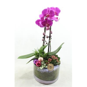 8140 ROZE CILINDER PHAL