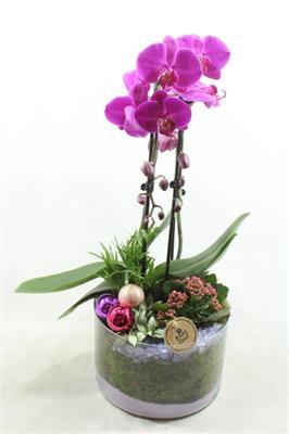 <h4>8140 ROZE CILINDER PHAL</h4>