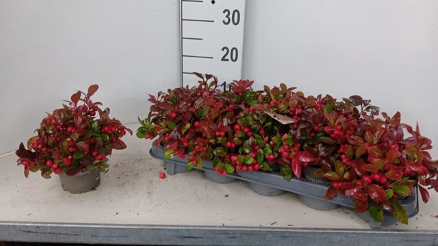 <h4>Gaulth Procumbens</h4>