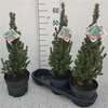 Picea Gl Conica