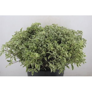 Pitto Nigra 150gr P Bunch