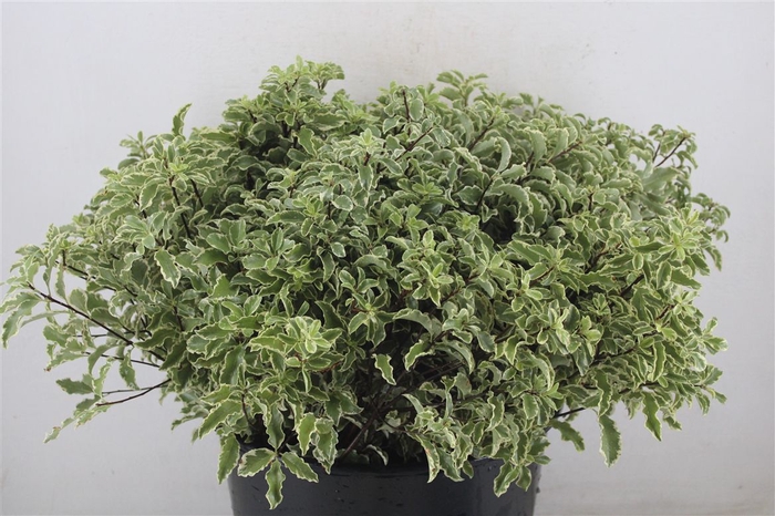 <h4>Pitto Nigra 150gr P Bunch</h4>