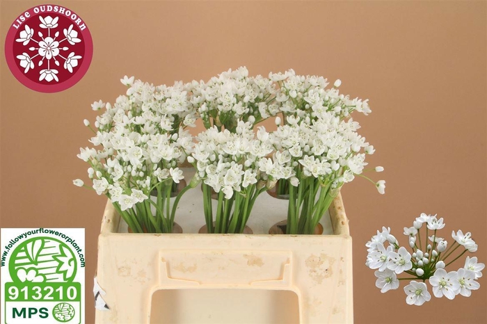 <h4>ALLIUM FLOCON</h4>