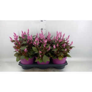 Celosia spic. 'Wild Pink'