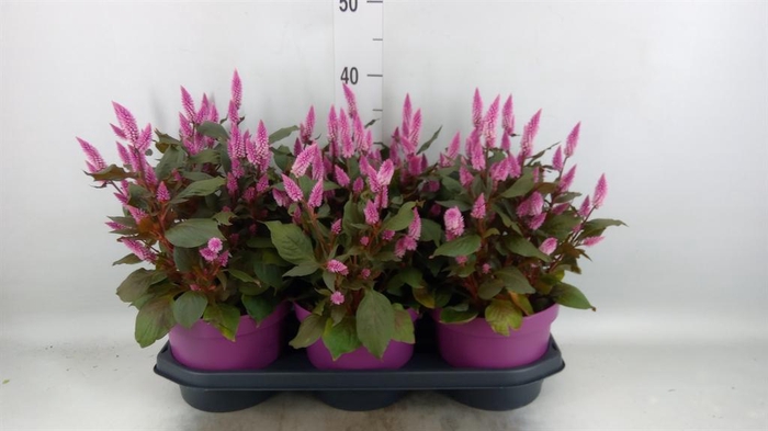<h4>Celosia spic. 'Wild Pink'</h4>
